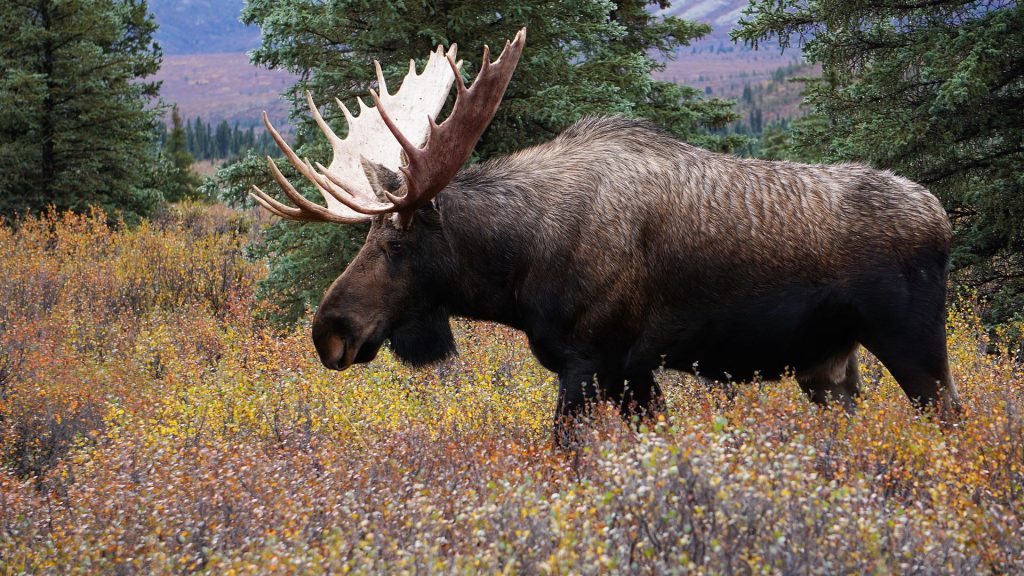 Wild moose bull in National park Denali in Alaska, USA
