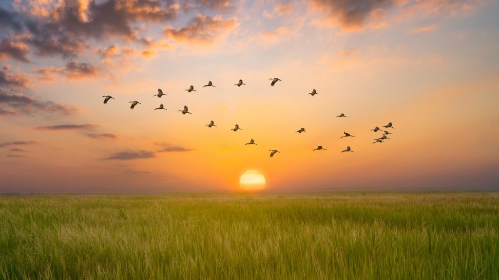 V shaped bird flying in an orange sky with a shining sun at sunset over rice field