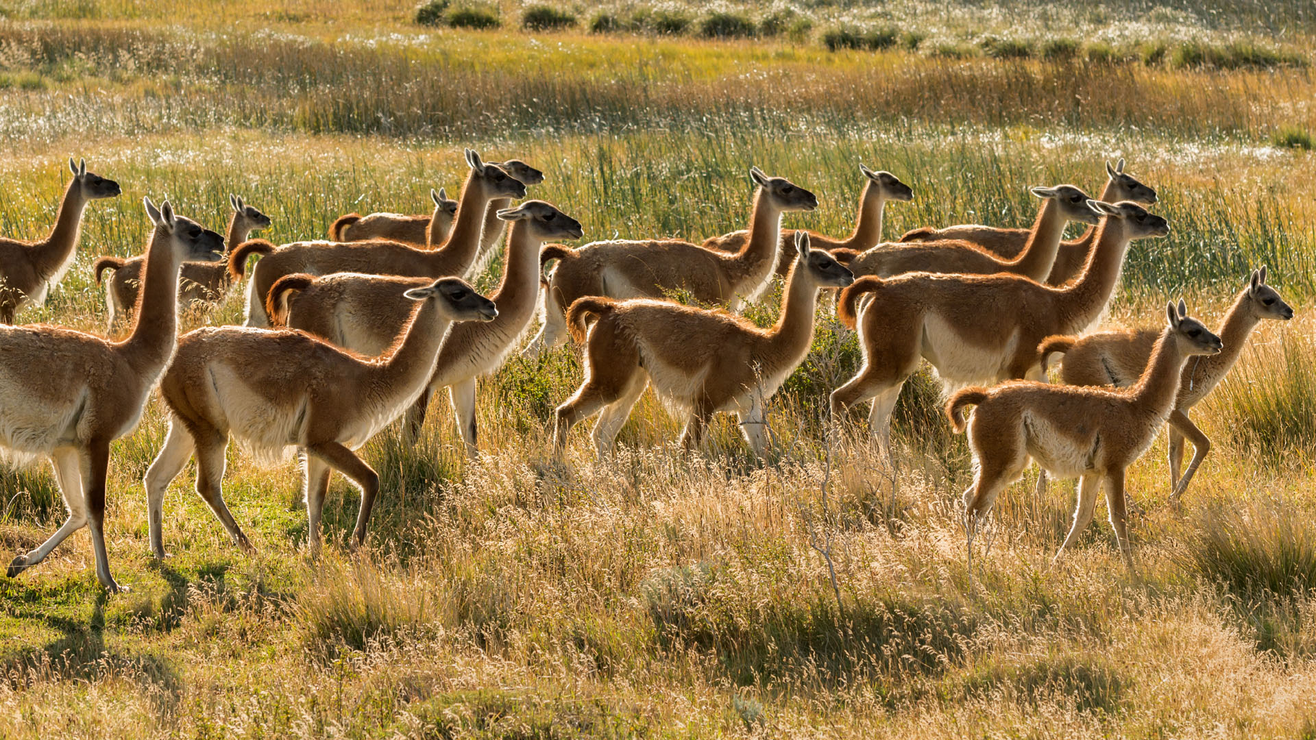 Guanacos In Torres Del Paine National Park Patagonia Chile Windows 