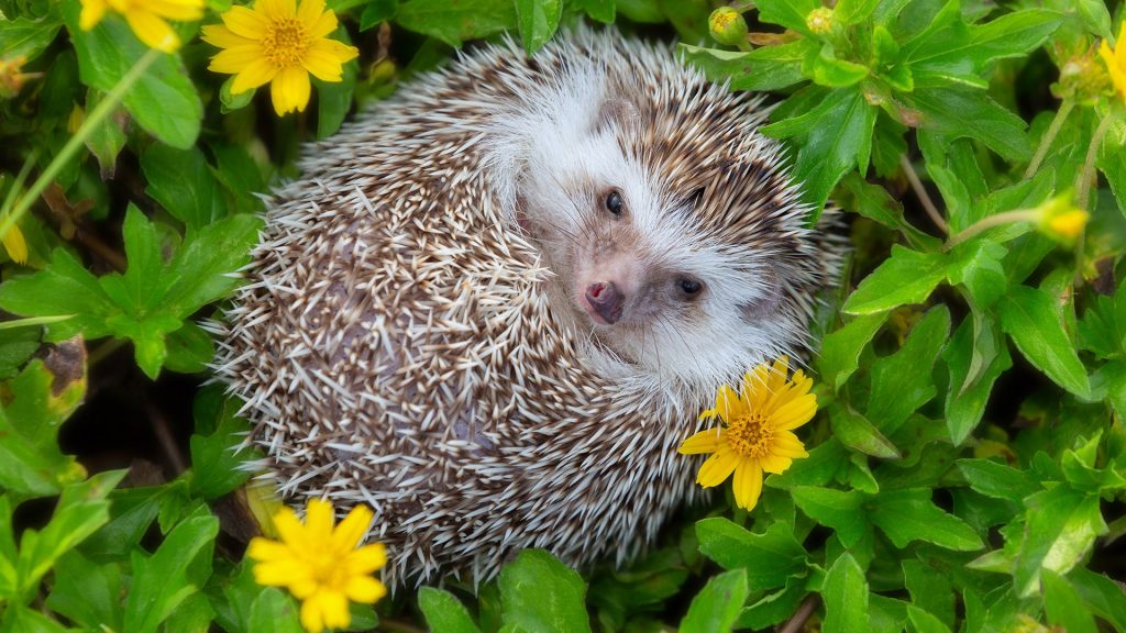 European hedgehog playing at the flower garden, very pretty face and two front paws