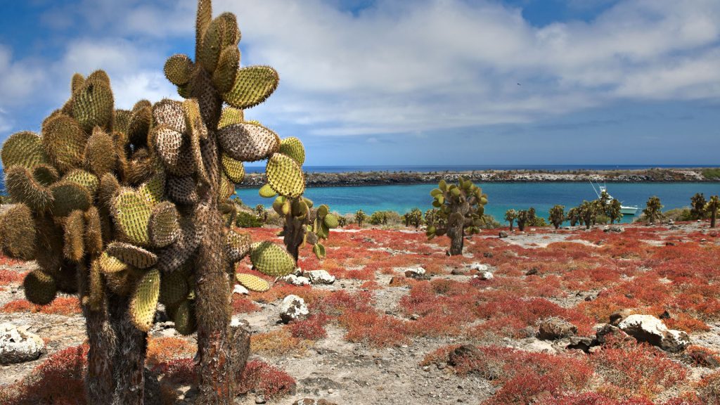 Typical plants and landscape on Galapagos South Plaza island, Ecuador