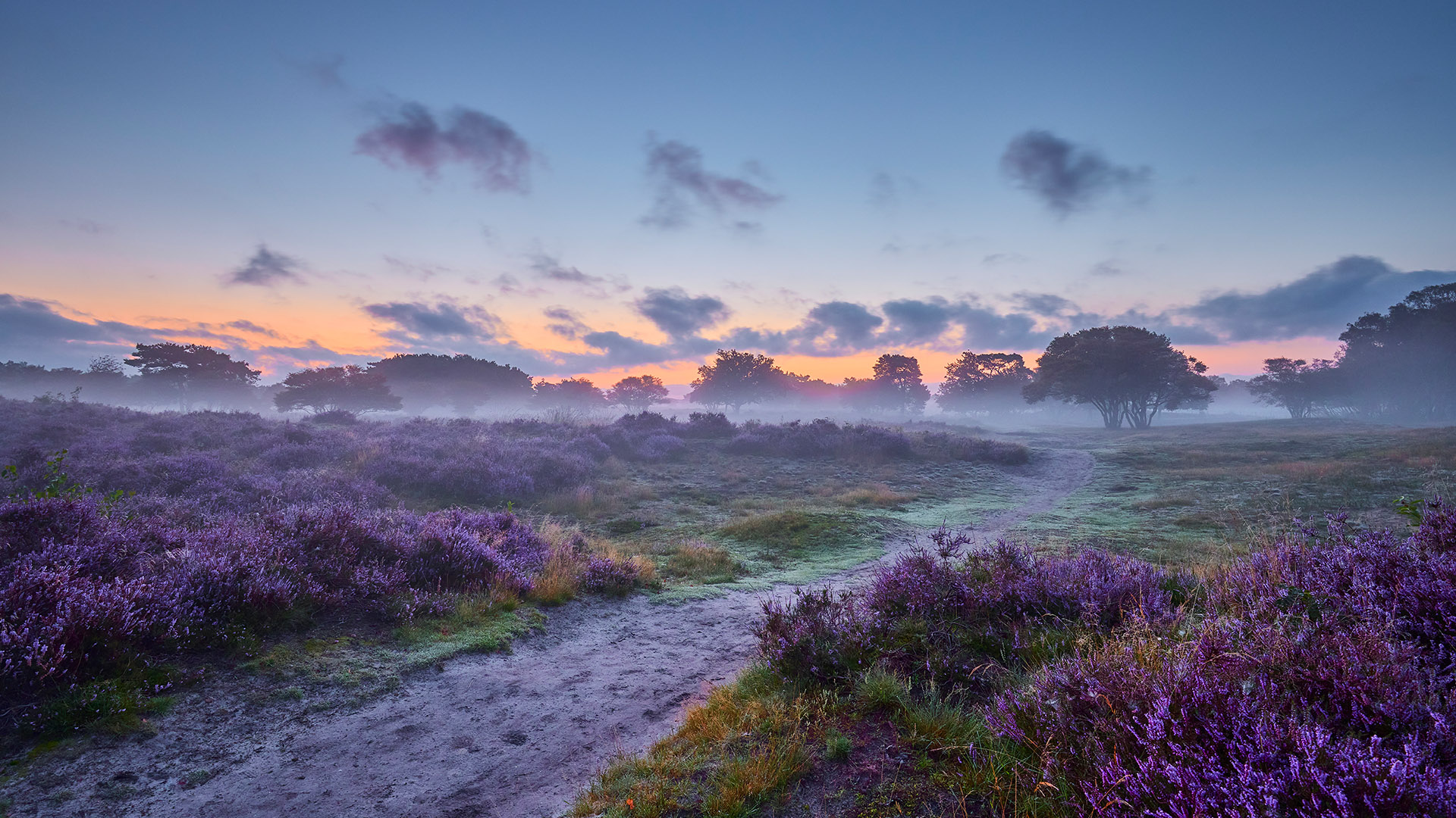 Early Morning Over Blossoming Heather De Hoge Veluwe National Park Early Morning Over Blossoming Heather De Hoge Veluwe National Park