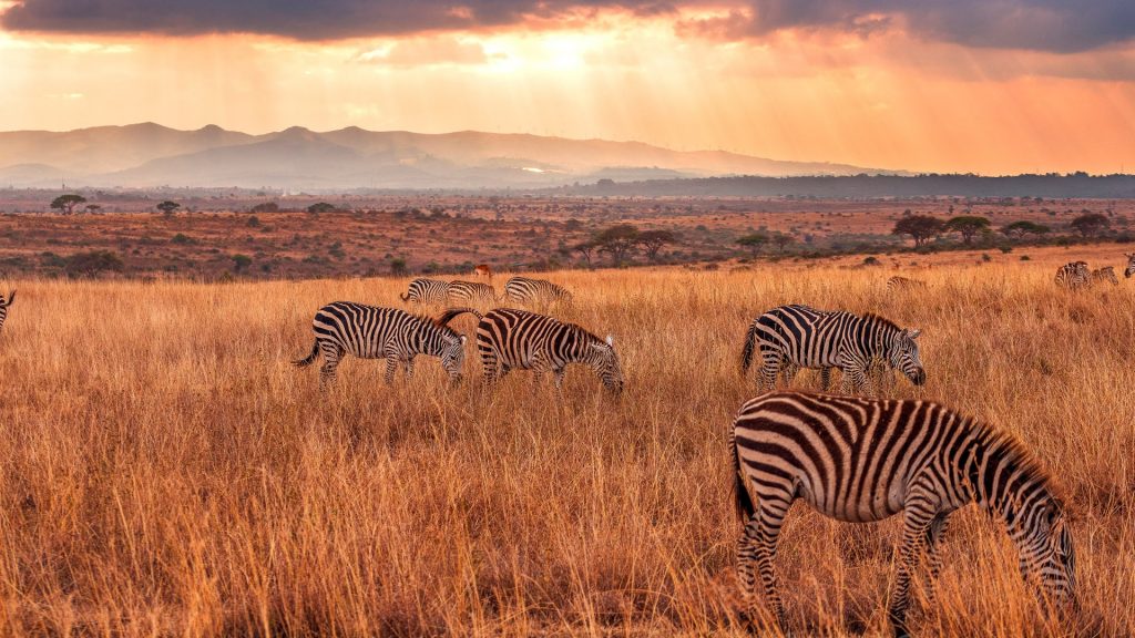 View of zebras grazing in field against sky during sunset, Nairobi National Park, Kenya