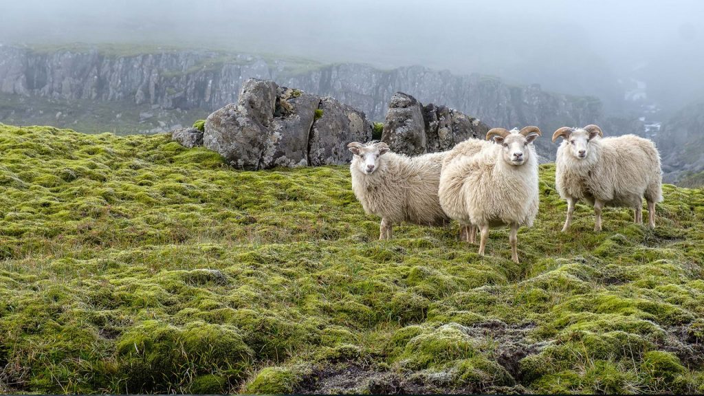 Sheep graze on the background of majestic nature, fog and moss, Iceland