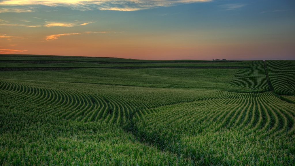 Sunset over green field of corn, Iowa, USA