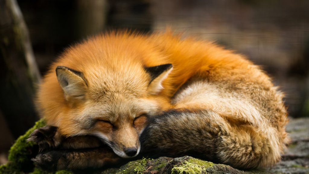 Red fox sleeping in the forest during the autumn