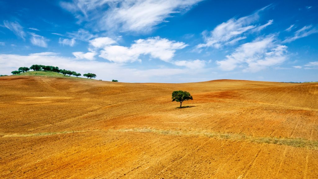 Lonely tree at Alentejo, Portugal