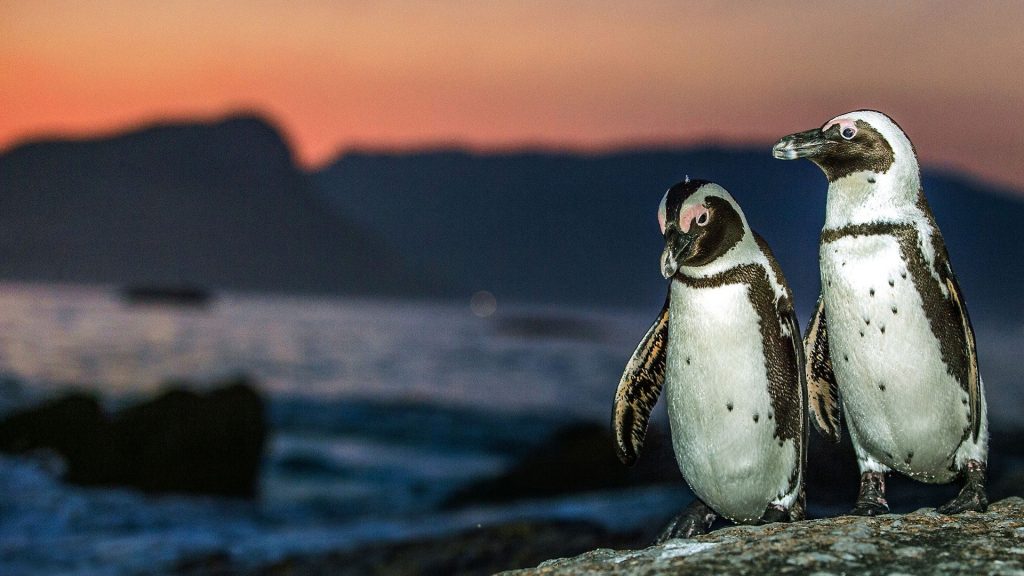African penguins on the rock coast at sunset twilight, Cape Town, South Africa
