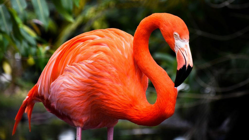 Close-up of an American flamingo (Phoenicopterus ruber), Bonita Springs, Florida, USA