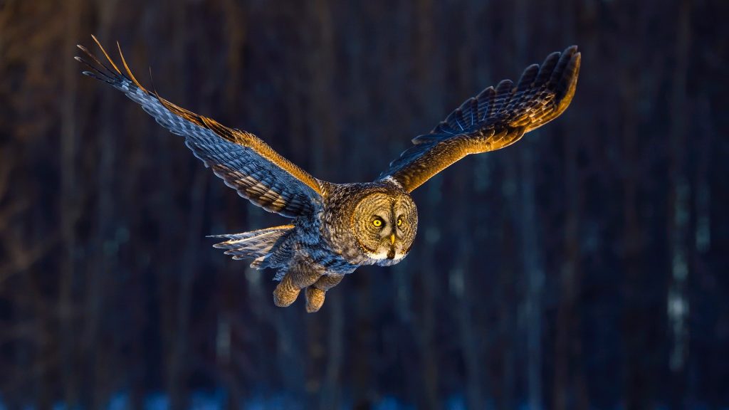 Great gray owl, strix nebulosa, flying in the morning light, rare bird of prey, Canada