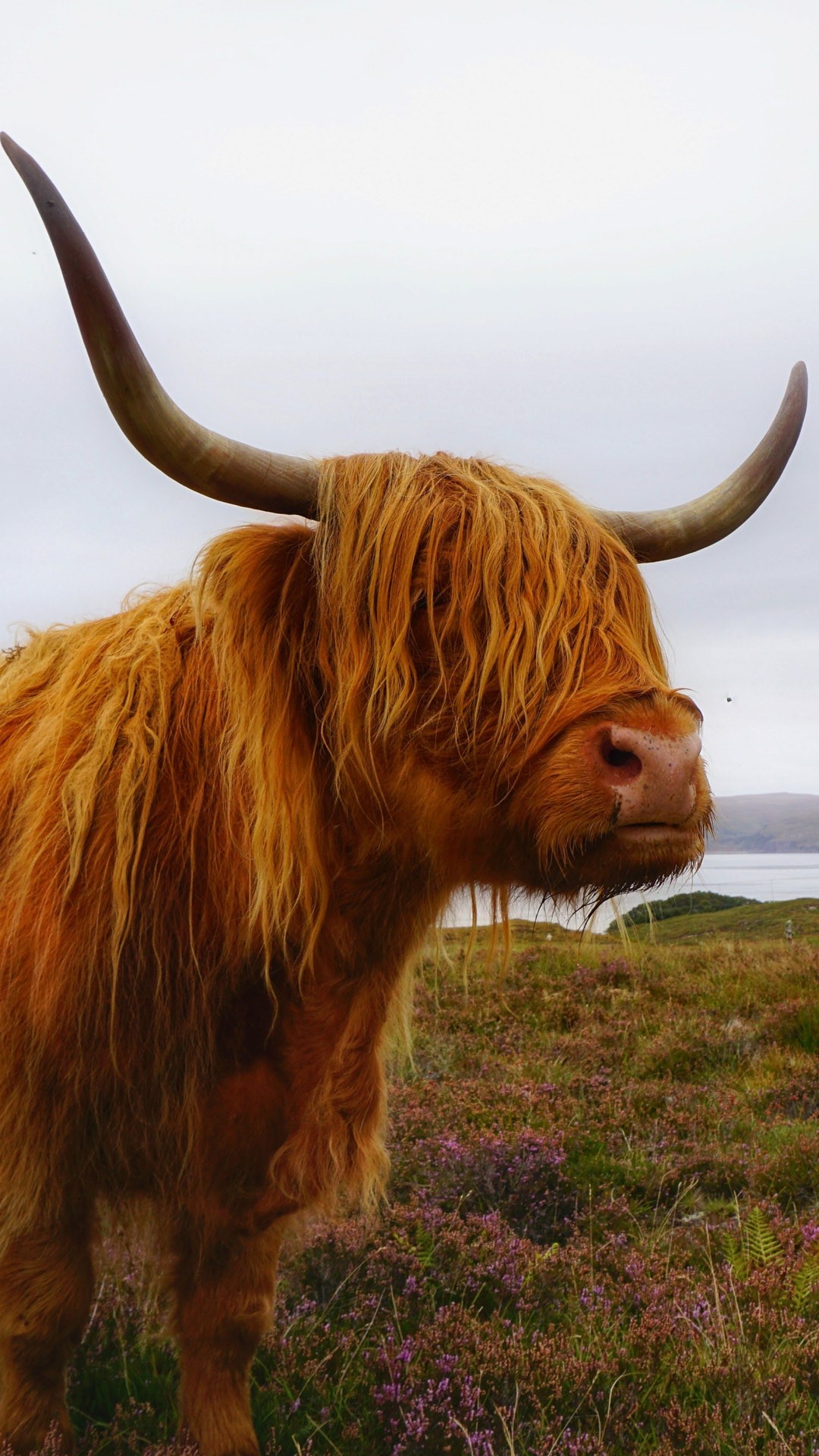 Highland Cattle on Field