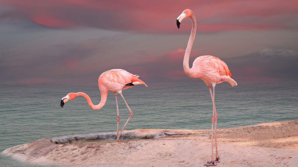 Pink flamingo by the ocean under stormy sky