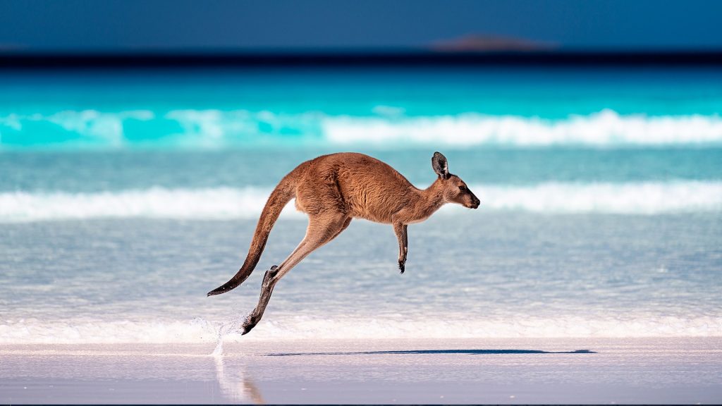 Kangaroo On The Beach At Lucky Bay Cape Le Grand National Park Kangaroo On The Beach At Lucky Bay Cape Le Grand National Park