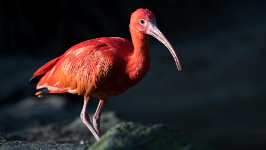 The scarlet ibis (Eudocimus ruber), UK