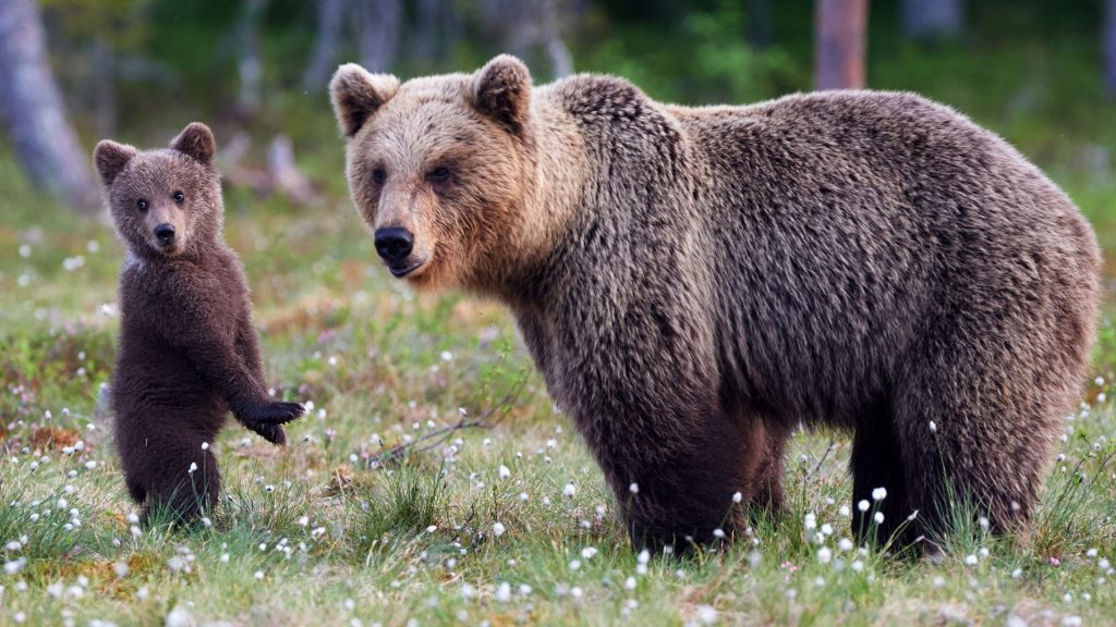 Mother brown bear and cub standing, Russia