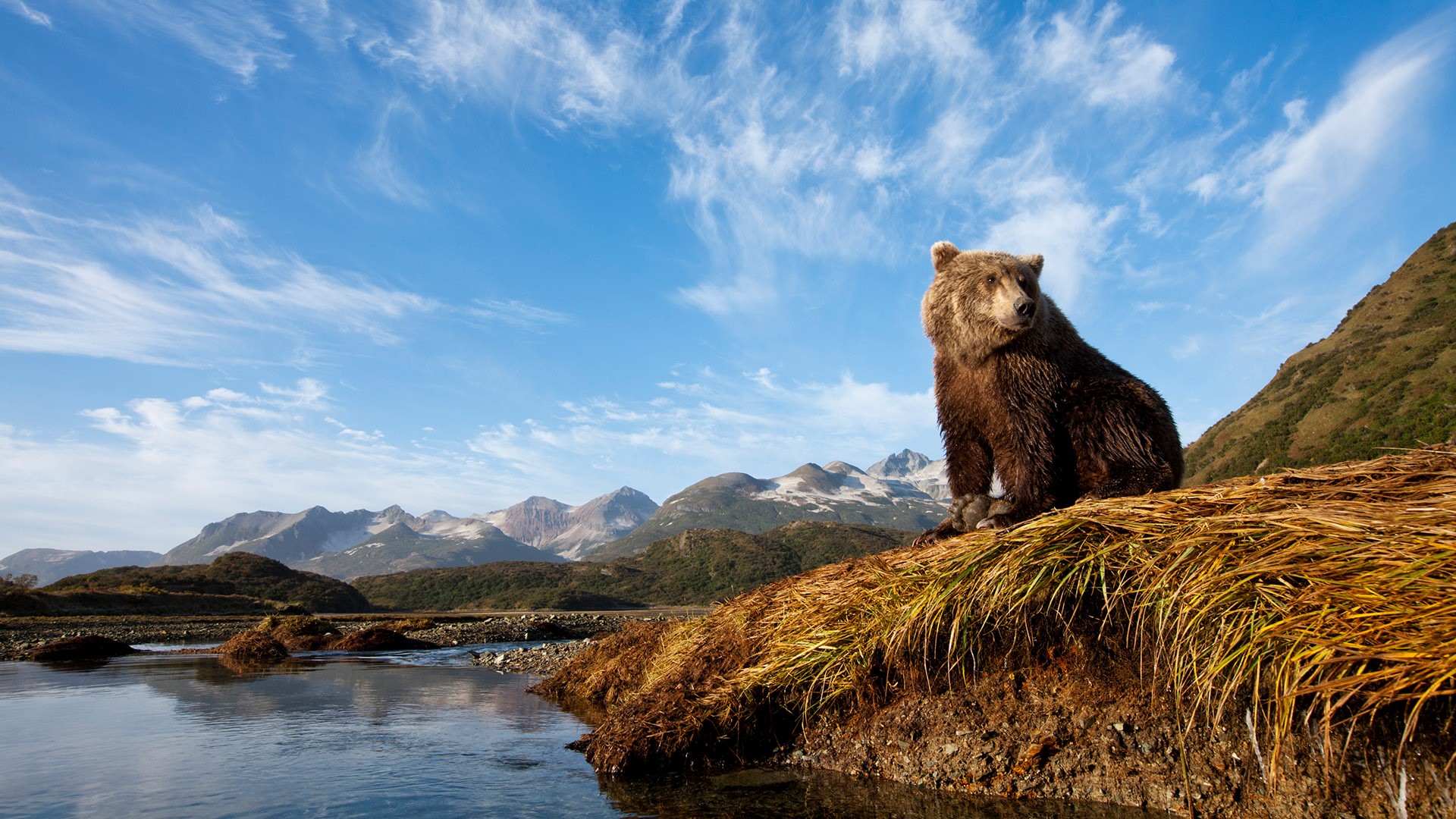 Young Female Grizzly Bear Ursus Arctos On River Bank Katmai National
