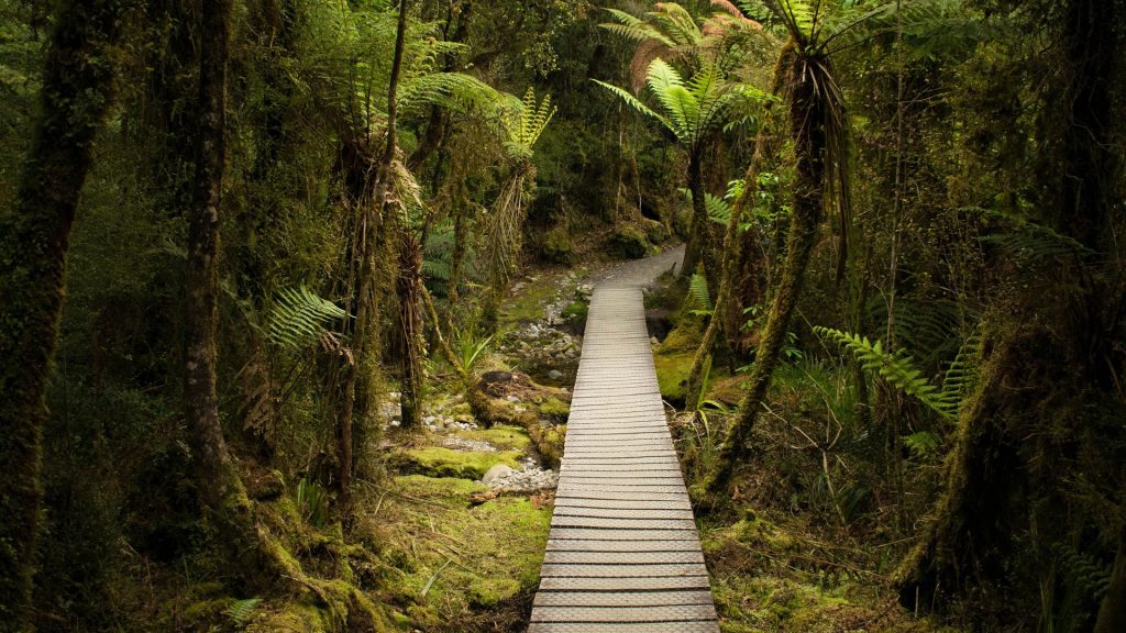 Looking down the path in the forest at Lake Matheson, South Westland, New Zealand