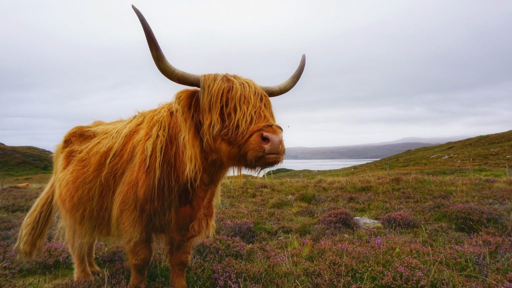 Scottish highland cattle standing on field against sky, Highlands of Scotland, UK