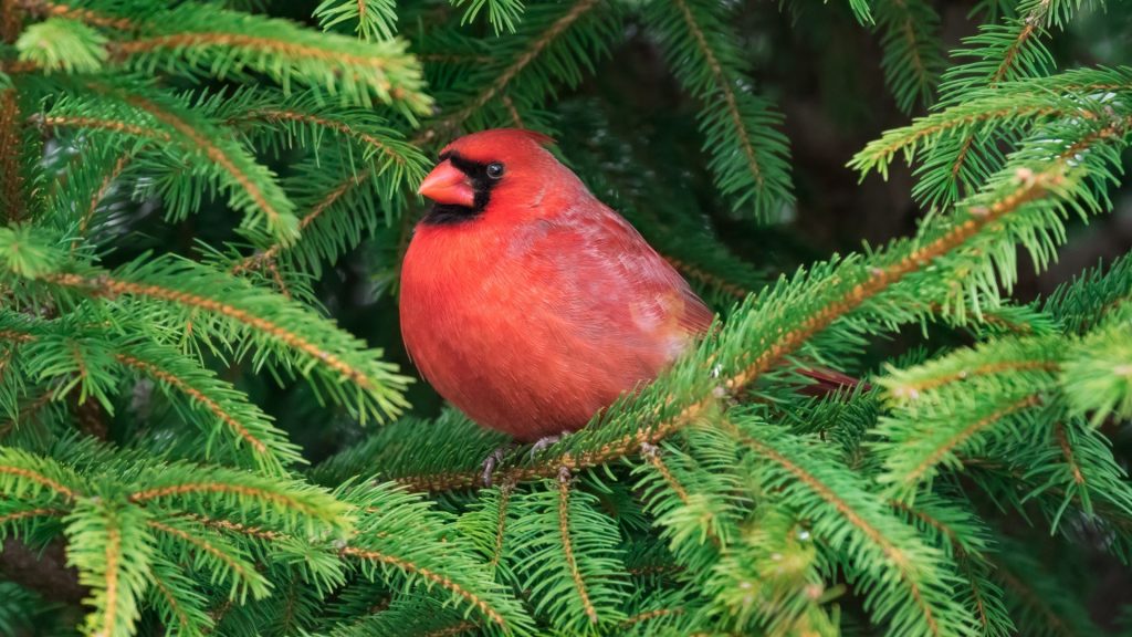 Northern Cardinal male perched in pine tree, New York, USA