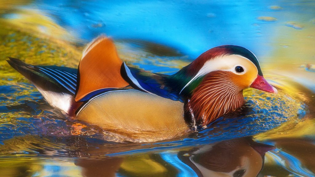 Mandarin duck swimming on lake, Arcadia, California, USA