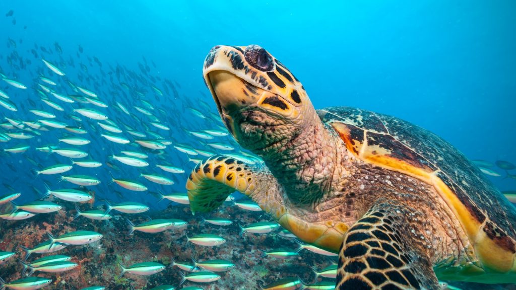 Hawksbill Sea Turtle flowing in Indian ocean