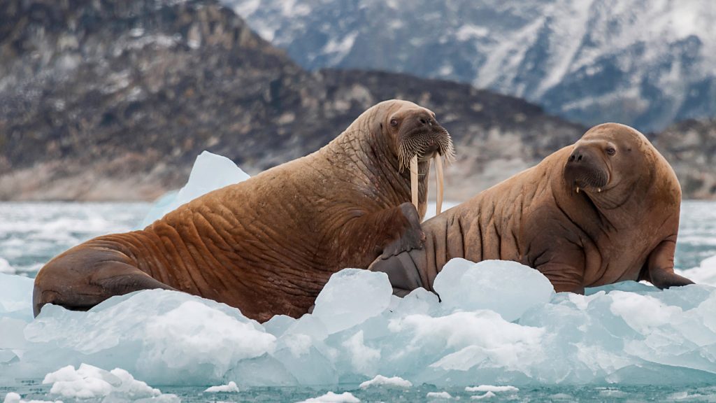 Walrus and her pup floating on ice in a fjord, Eastern Greenland