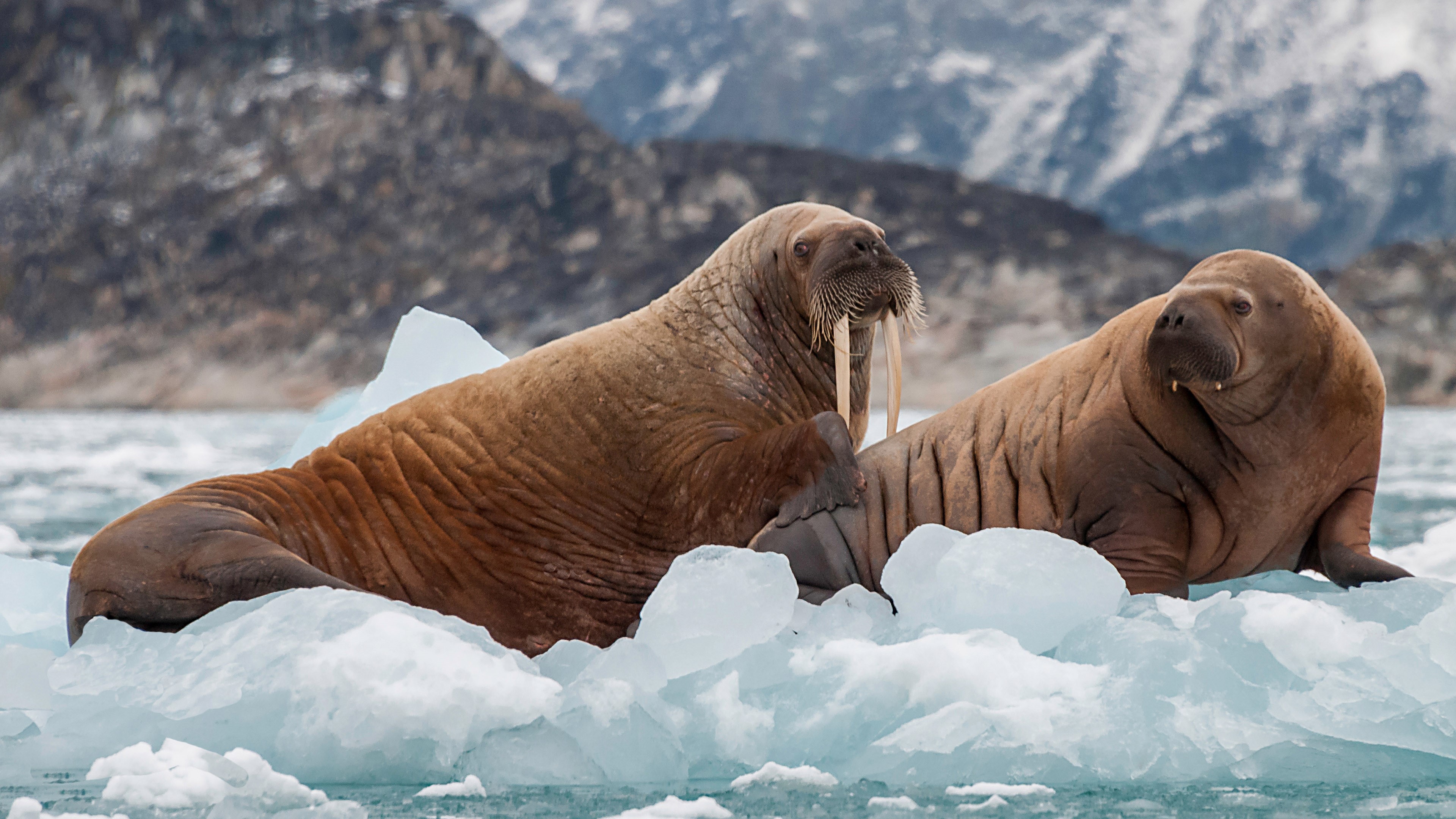 Моржи в тундре. Гренландия морж. Морж в Арктике Арктика. Шпицберген моржи. Моржи, тюлени, нерпы Арктика.