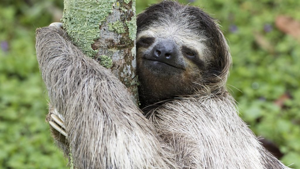 Three-toed sloth in the rainforest of Costa Rica