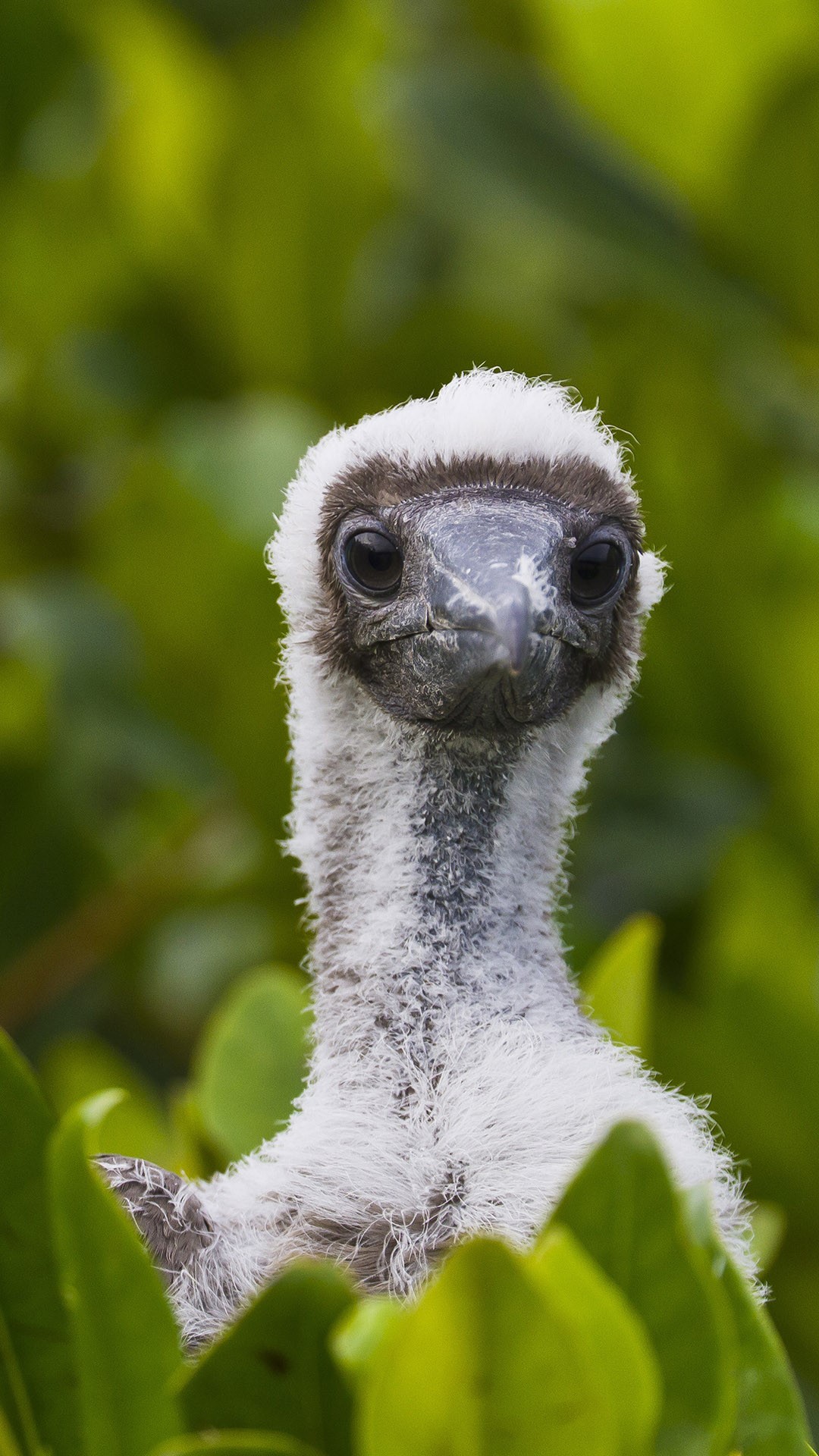 Red footed Booby Sula Sula Chick Genovesa Island Galapagos Islands 
