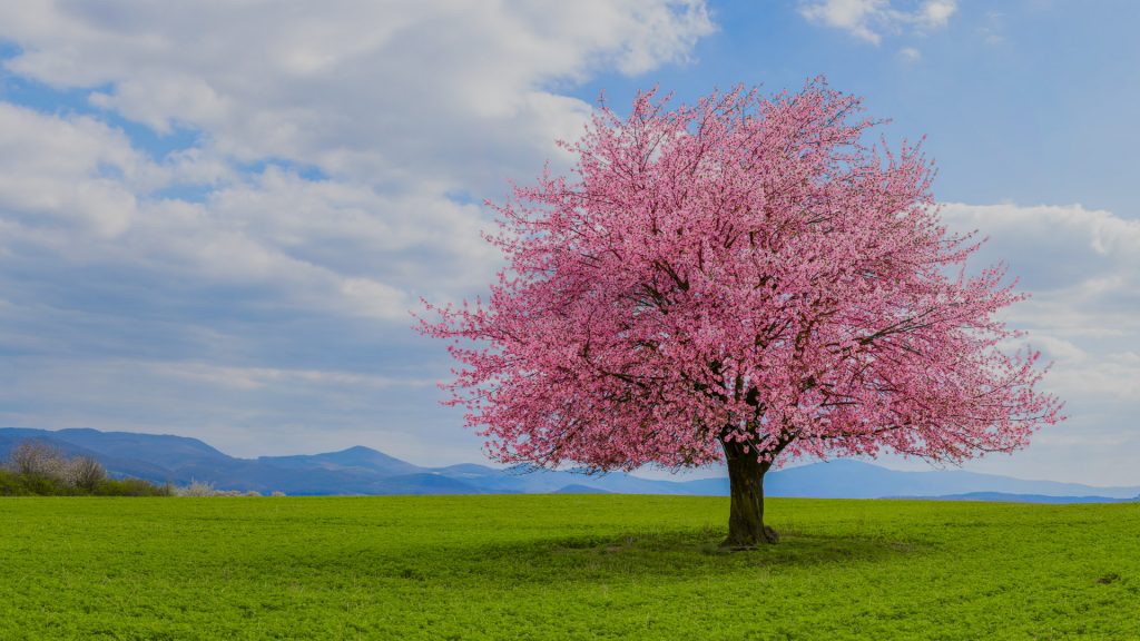 Lonely cherry sakura with pink flowers in spring time on green meadow, Satoyama, Japan