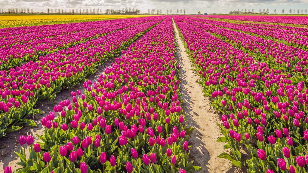 Fuchsia colored blooming tulips, Oude Tonge, Goeree-Overflakkee, South Holland, Netherlands