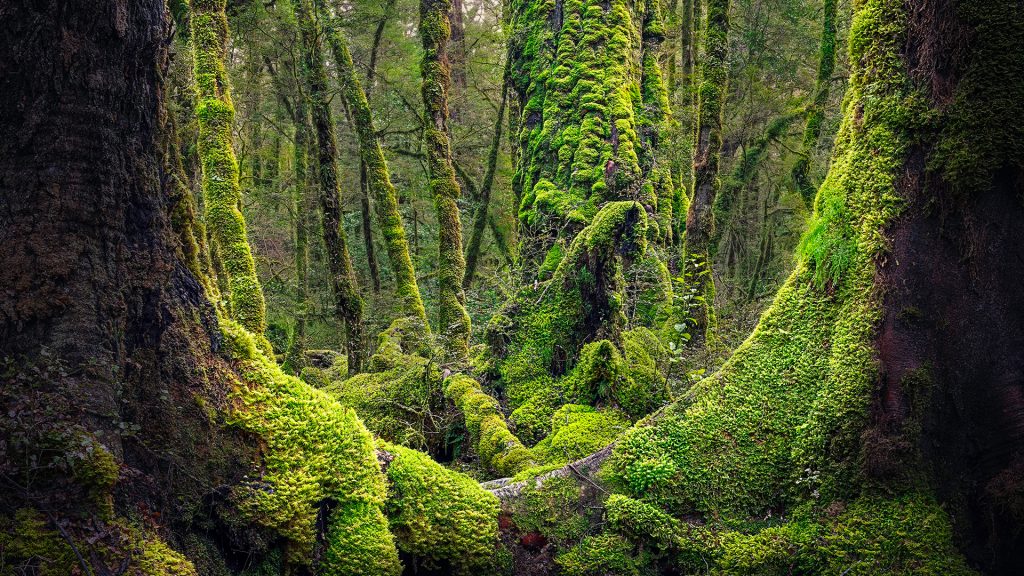 View of beech forest with moss-covered trees, Fiordland National Park, New Zealand