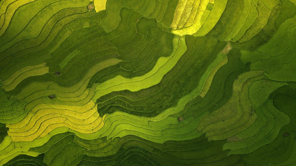 The aerial view of rice field pattern top view, Vietnam