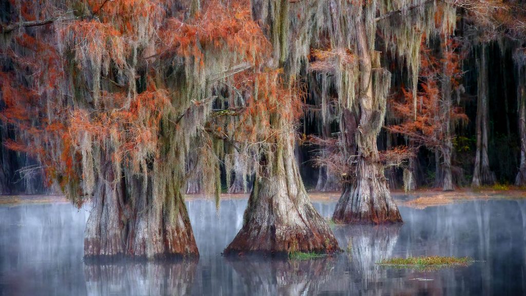 Bald cypress trees showing autumn colors with moss in a swamp, Karnack, Texas, USA