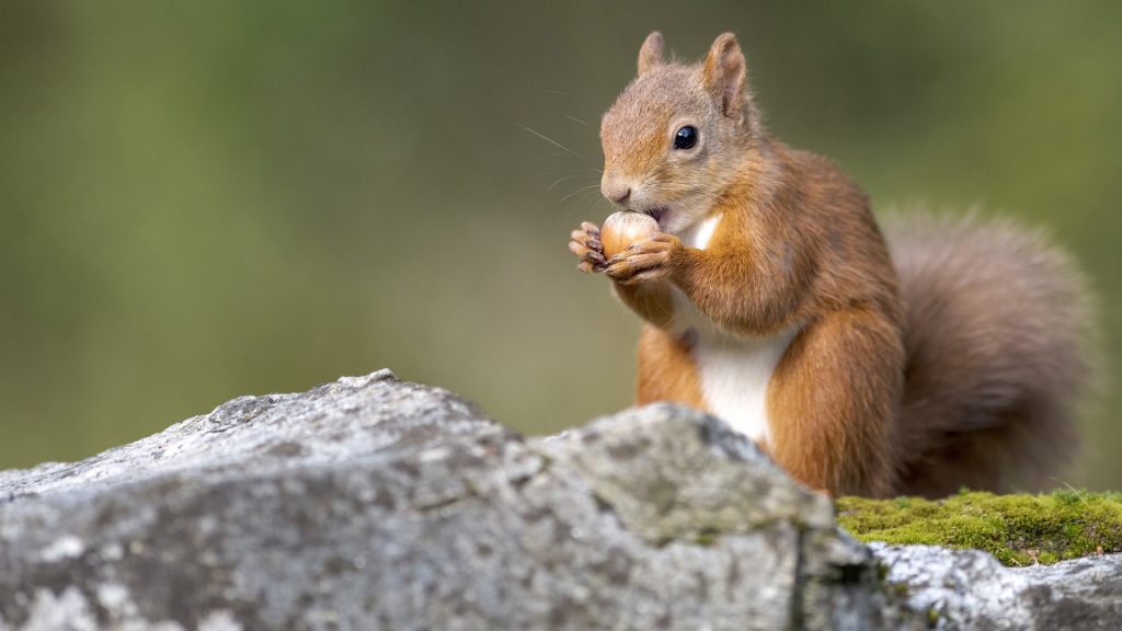 Eurasian red squirrel (Sciurus vulgaris) feeding on nut, UK