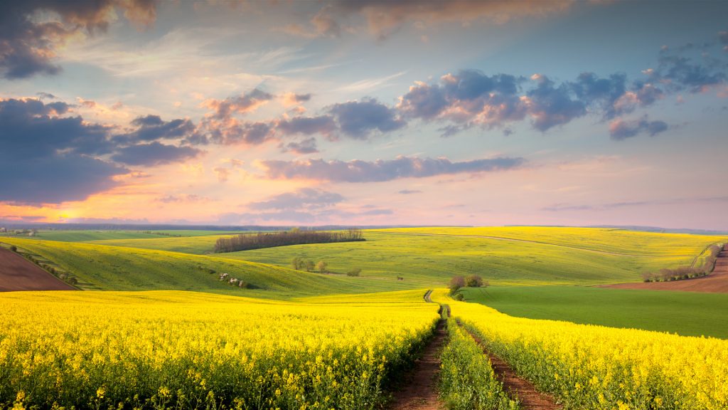 Yellow flowering fields, ground road and beautiful valley, nature spring landscape