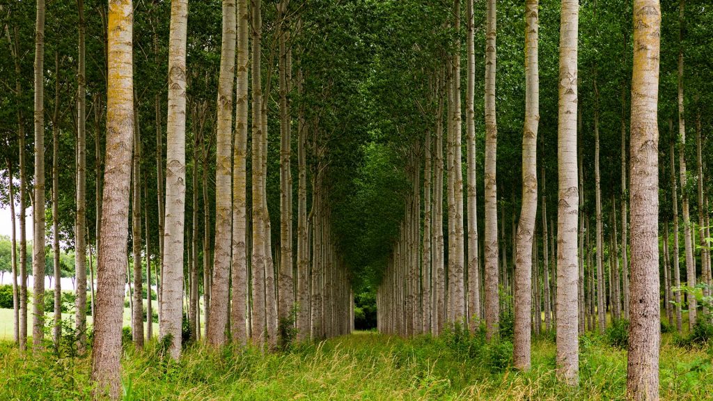 Aspen forest planted in straight rows, Moncrabeau, Lot-et-Garonne, France