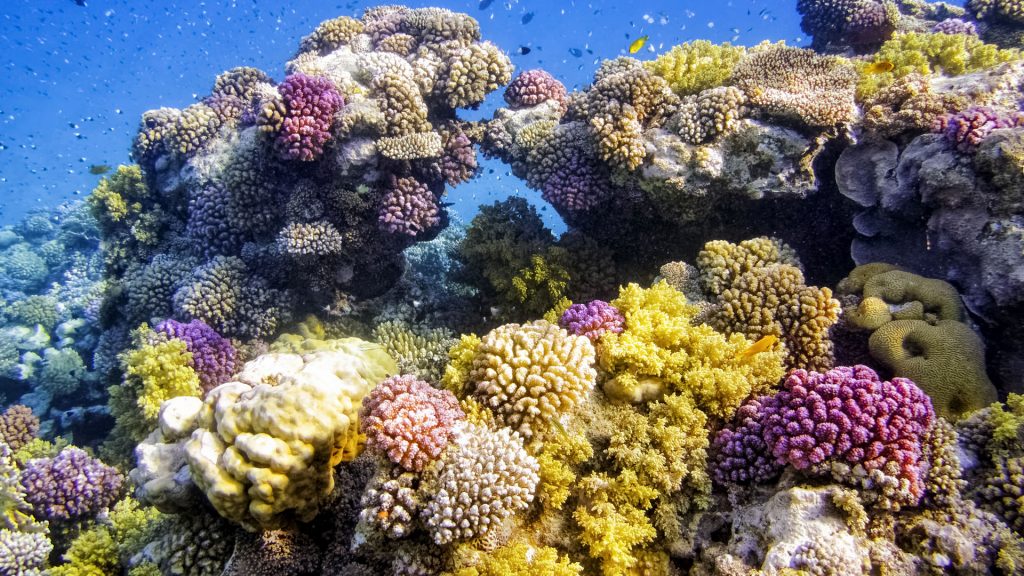 Coral reef on Red Sea, Marsa Alam, Egypt