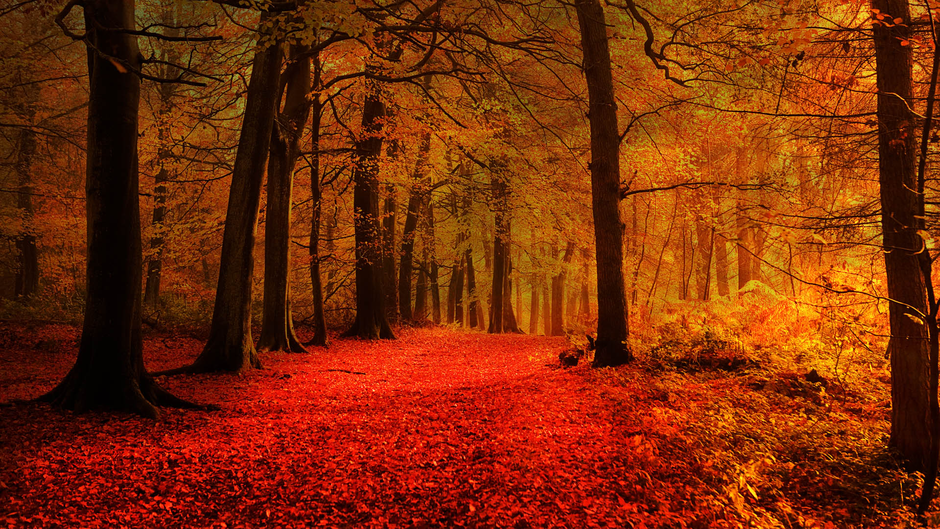 Colourful Autumn Wood Chatsworth Derbyshire England UK Windows 