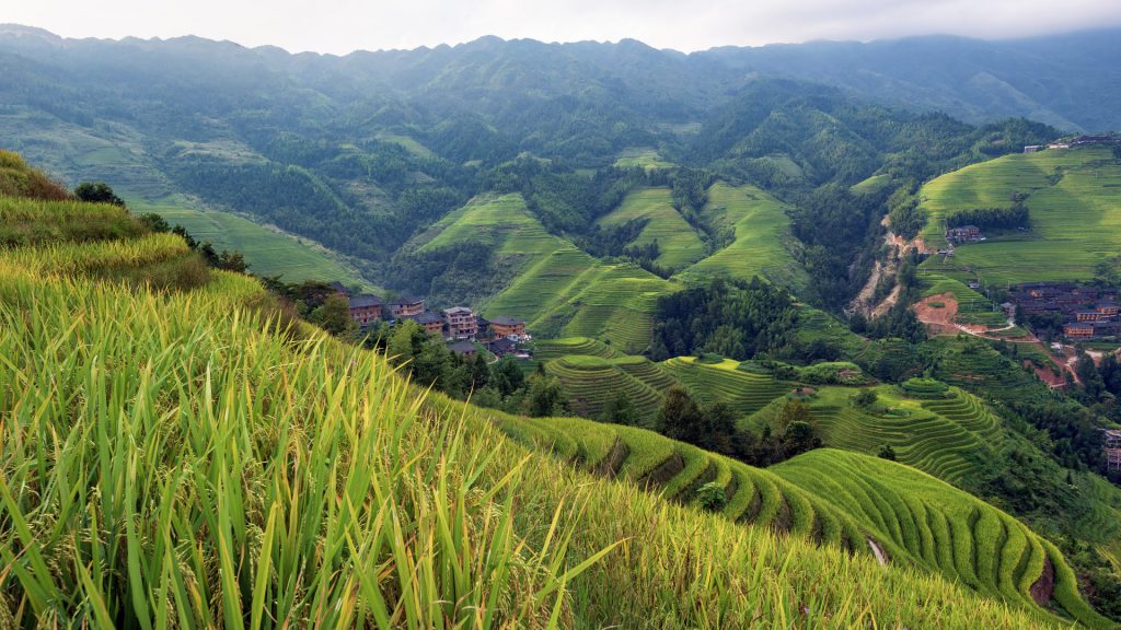 Longji rice terraced fields in Longsheng, Guangxi, China