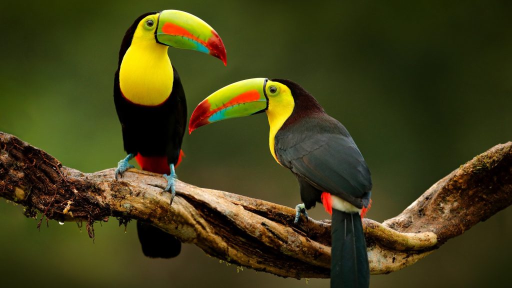 Two Keel-billed toucan sitting on the branch in the forest, Costa Rica