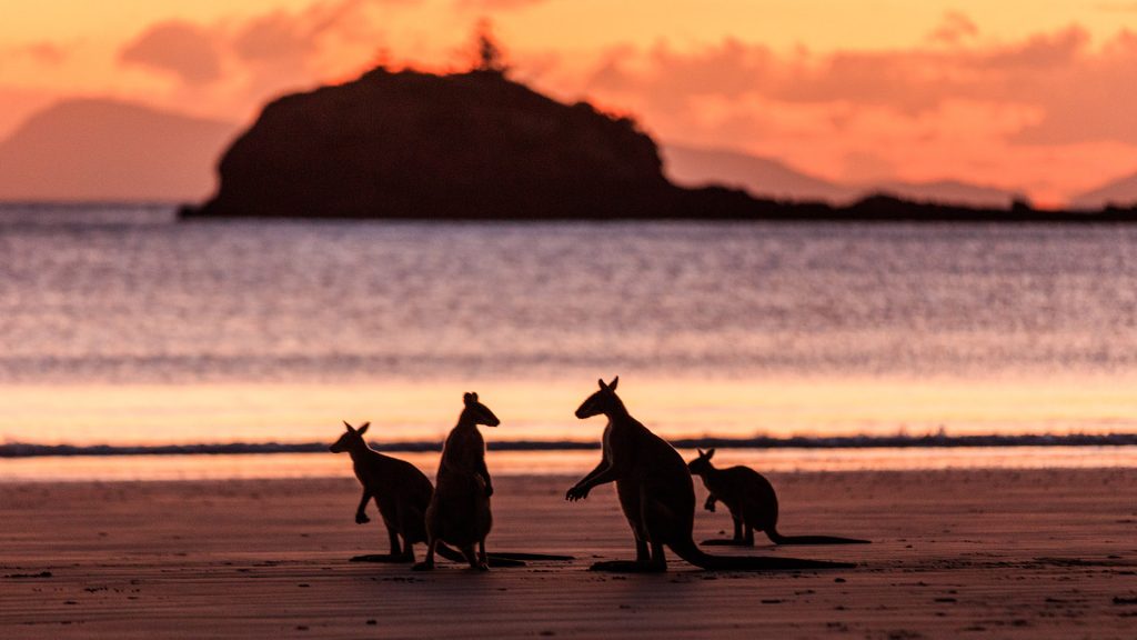 Kangaroos/wallabies feeding on beach at sunrise, Cape Hillsborough, Queensland, Australia
