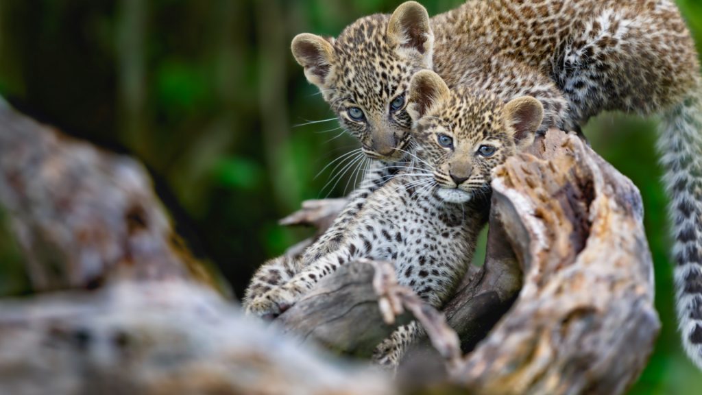 Leopard cubs playing on a dry tree in Masai Mara, Kenya