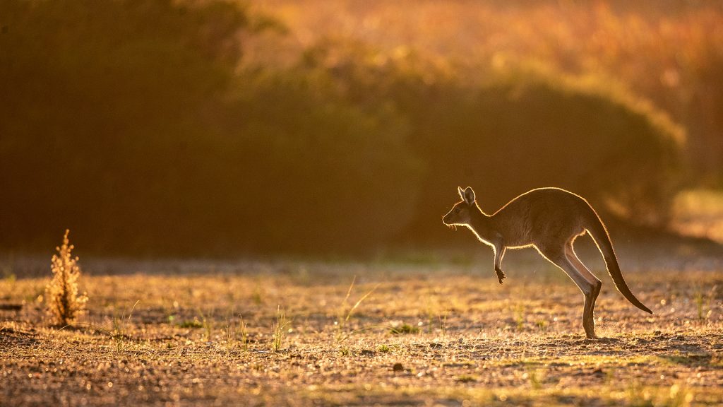 Young western grey kangaroo jumping across the field at sunrise, Western Australia
