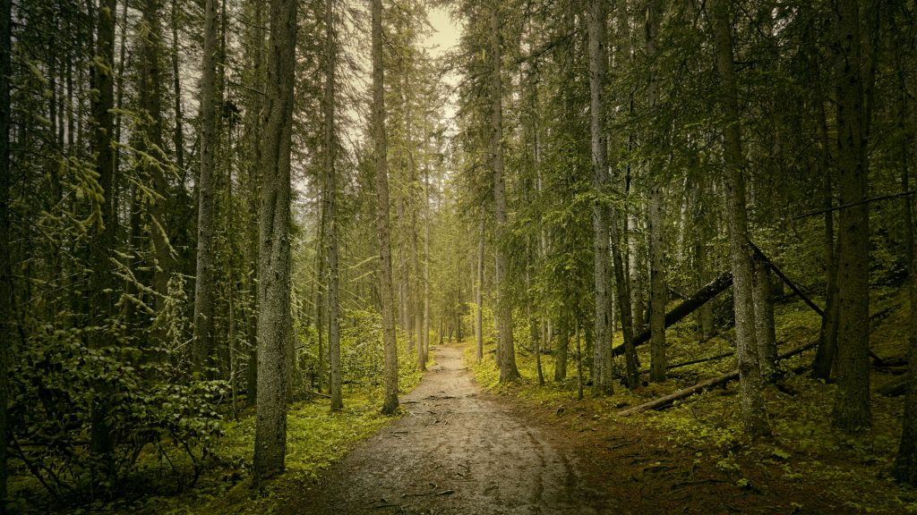 A straight path through a dense forest, Banff, Alberta, Canada