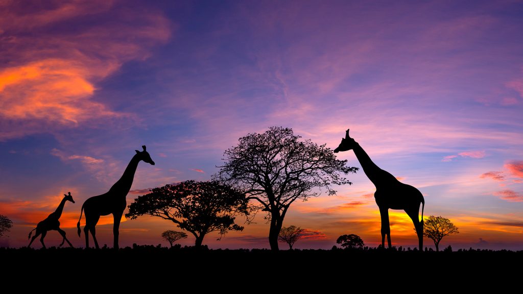 Typical african sunset with acacia trees and giraffe family silhouette, Masai Mara, Kenya