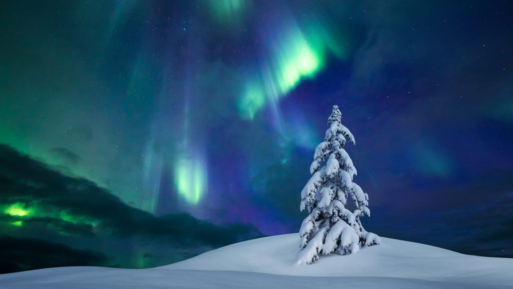 Snowcapped tree under the beautiful night sky with colorful aurora borealis