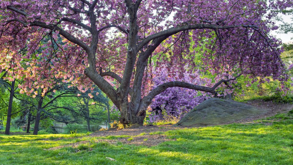 Japanese cherry prunus serrulata 'Kanzan' flowering in Central Park of New York City, USA