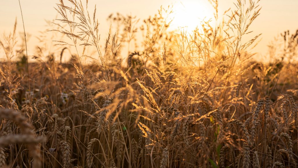 Wheat field in the evening, Baden-Württemberg, Germany