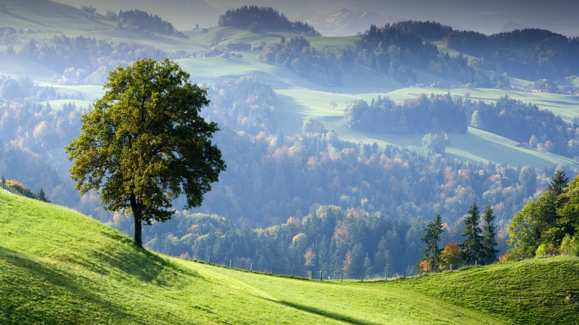 Tree on hillside near Thun in autumn, Bernese Oberland, Switzerland ...